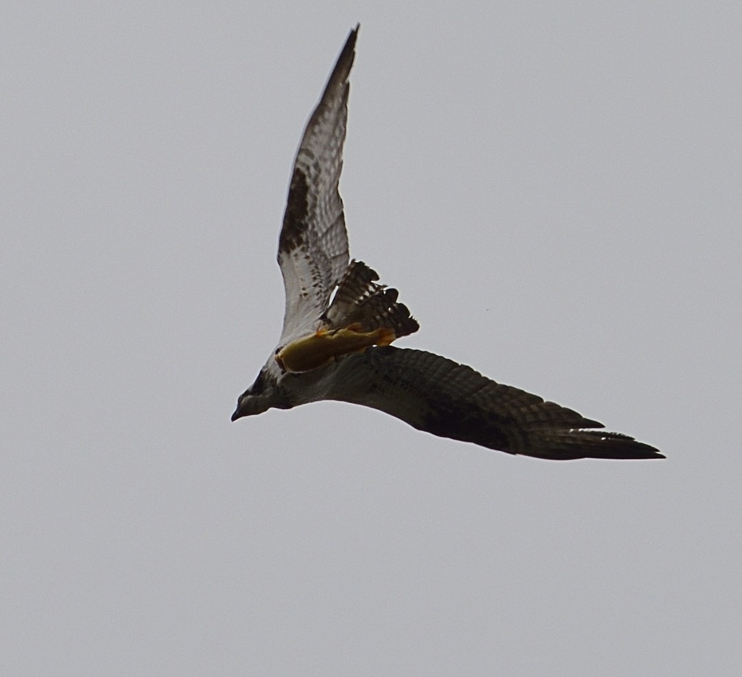 Osprey (carolinensis) - ML56681911