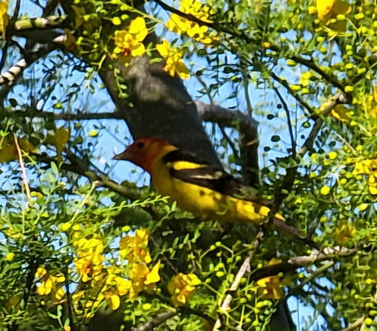 Western Tanager - ML566819141
