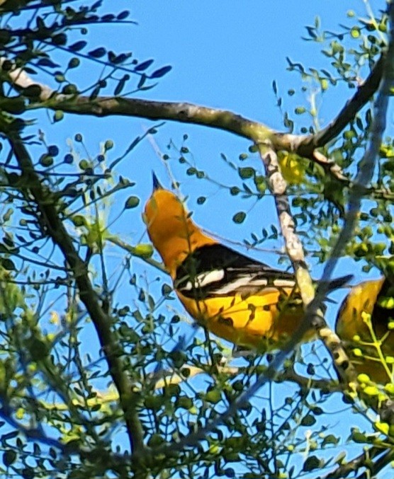 Hooded Oriole - ML566819241