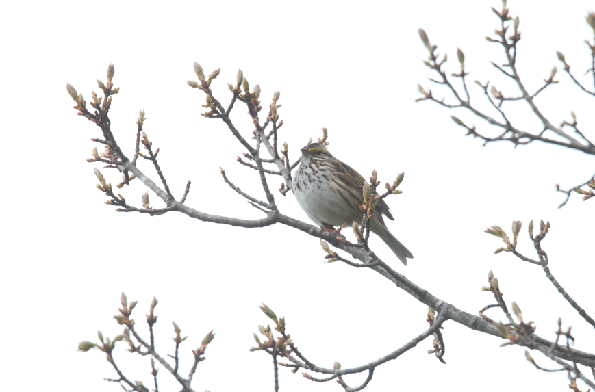 Savannah Sparrow - ML566819751