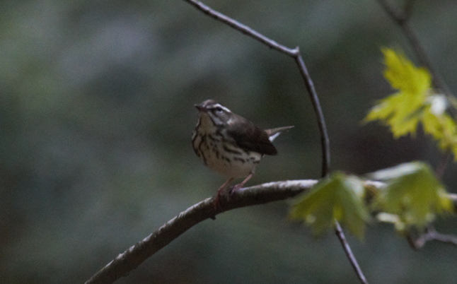 Louisiana Waterthrush - ML566820141