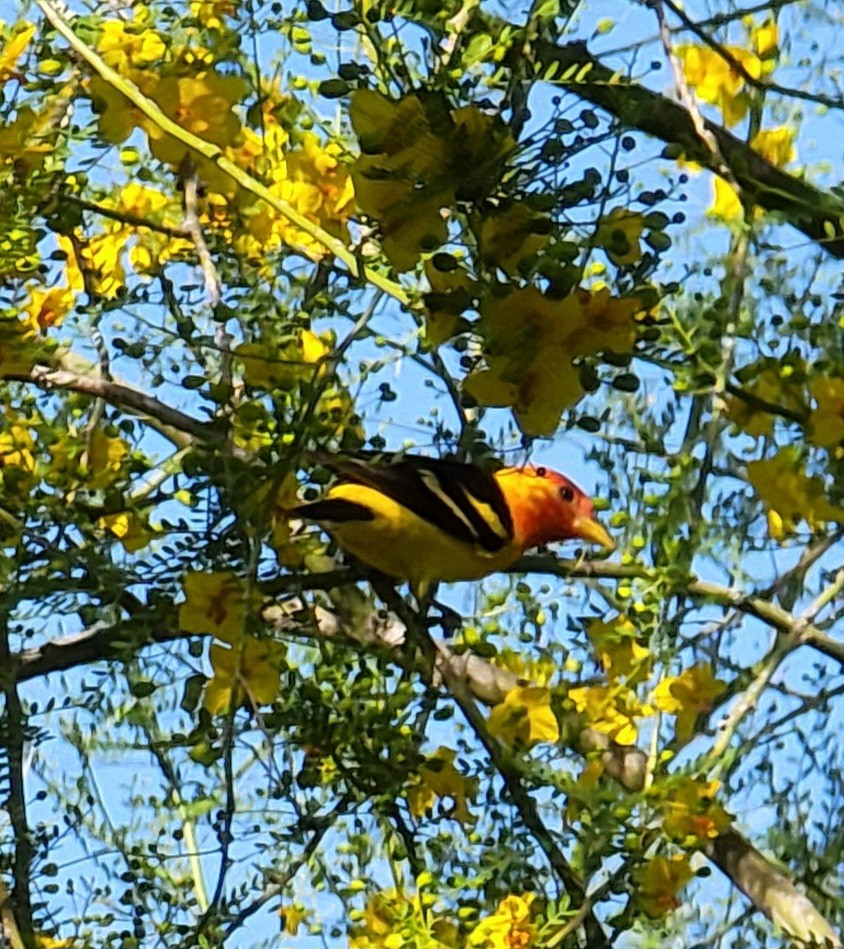 Western Tanager - ML566820541