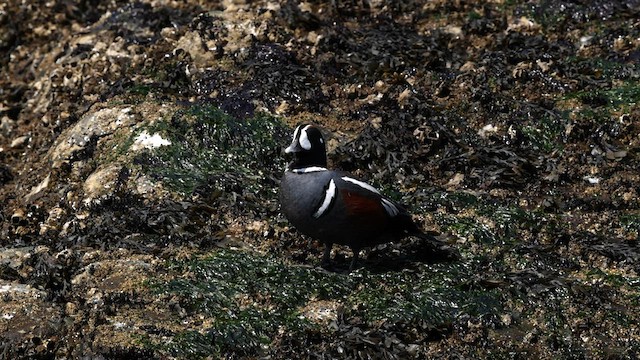 Harlequin Duck - ML566820621