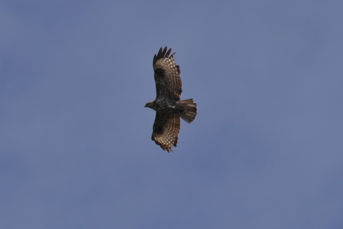 Mountain Buzzard - ML56682071