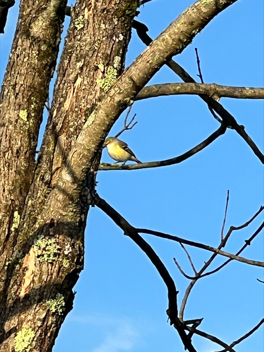 White-eyed Vireo - ML566820971