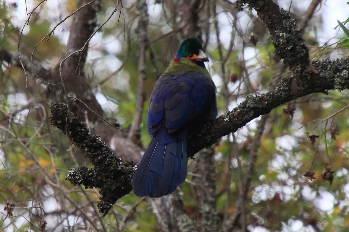 Rwenzori Turaco - ML56682161