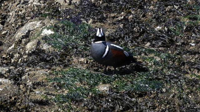 Harlequin Duck - ML566822811