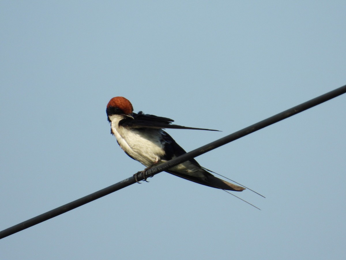 Wire-tailed Swallow - ML566823611