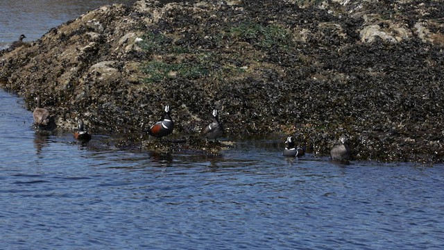 Harlequin Duck - ML566823621