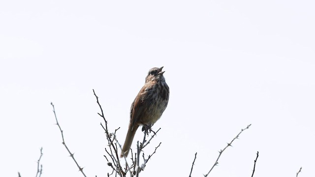 Song Sparrow - ML566823671