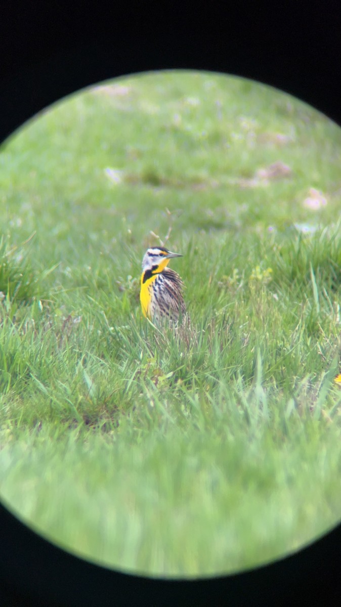 Eastern Meadowlark - ML566823691