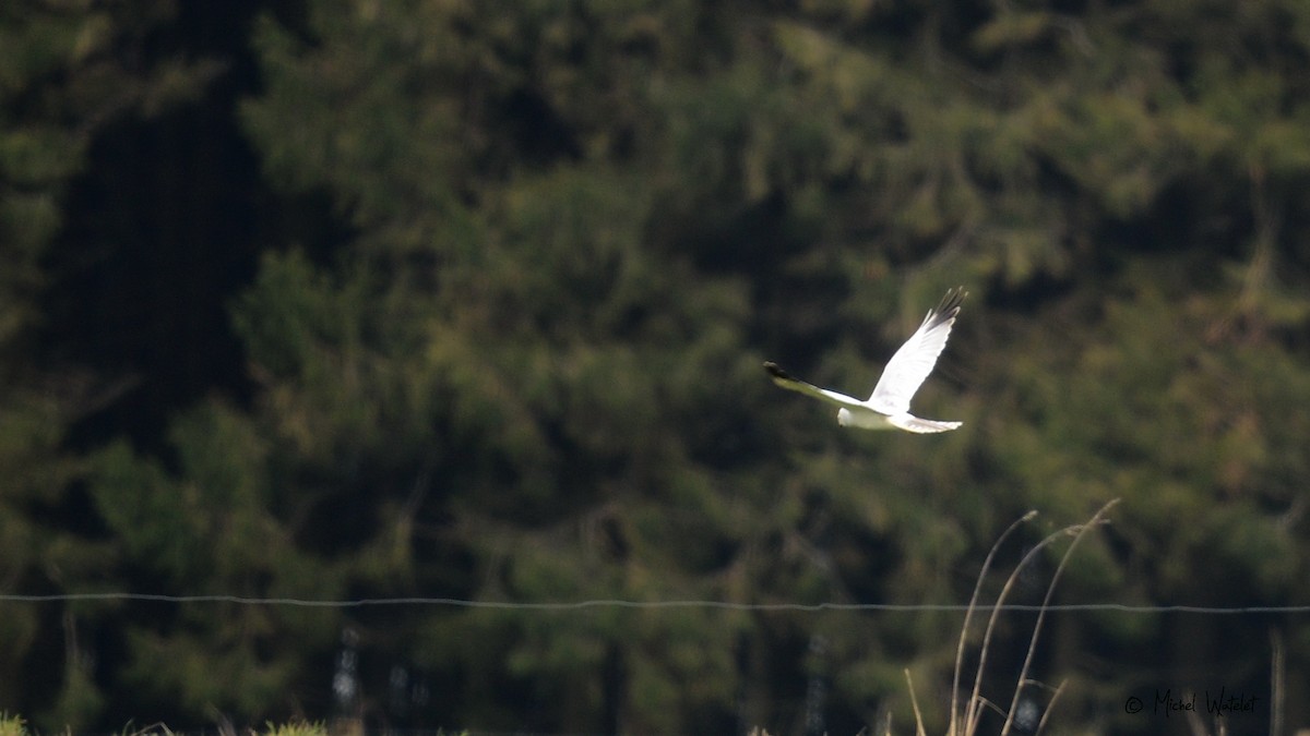 Pallid Harrier - Michel Watelet