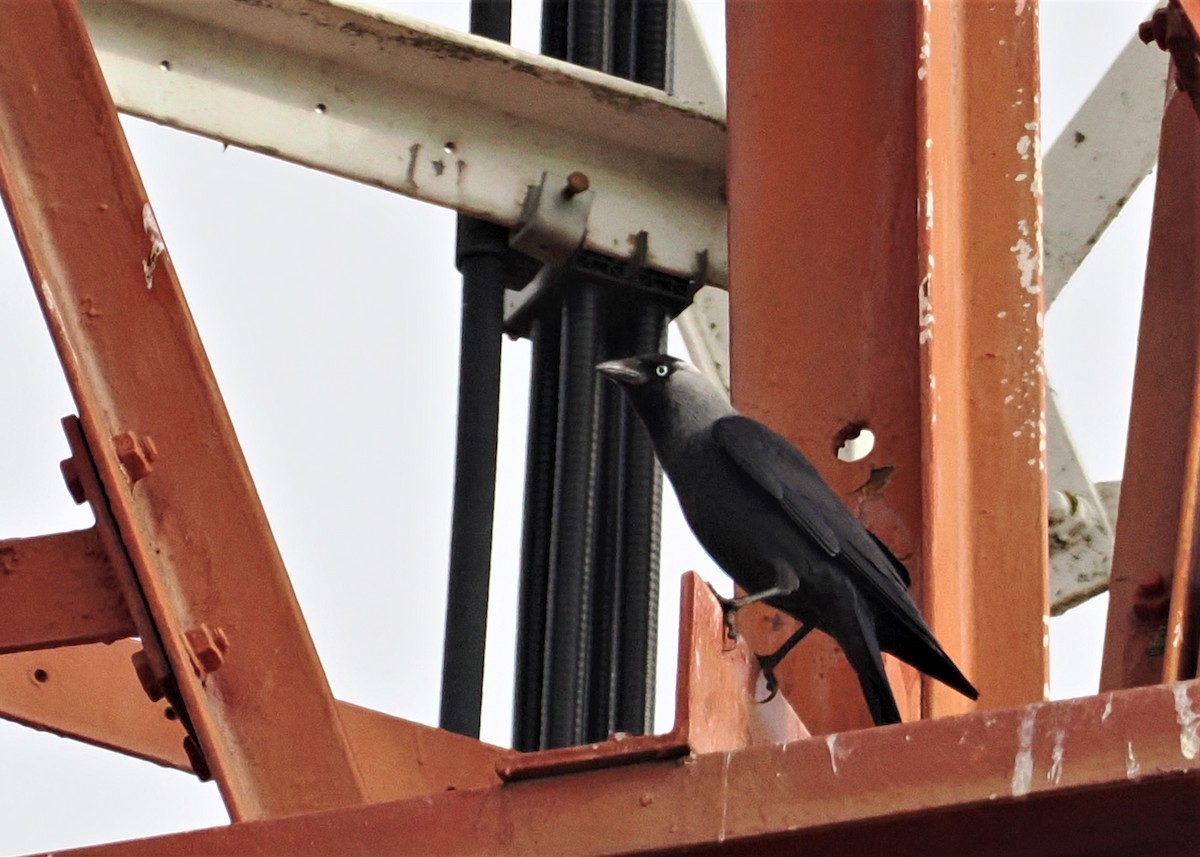 Eurasian Jackdaw - Rafael Hermosilla Ortega