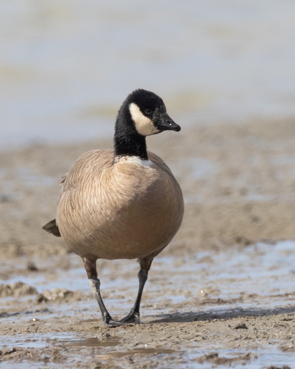 Cackling Goose - ML566825001