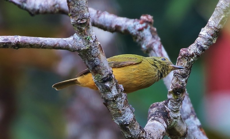 Sierra de Lema Flycatcher - Margareta Wieser