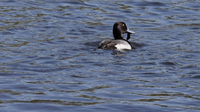 Lesser Scaup - ML566825301