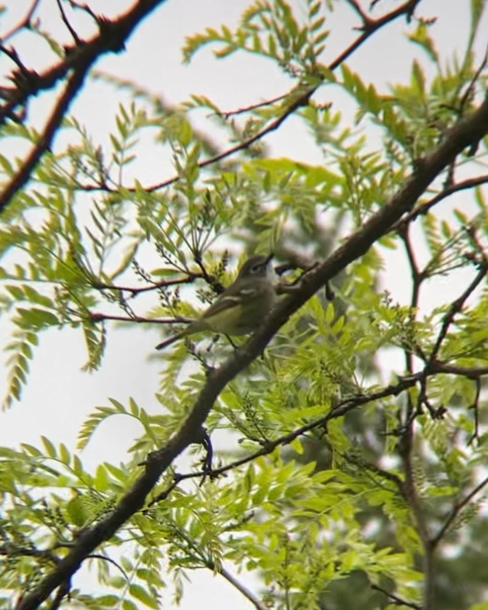 Blue-headed Vireo - ML566826491