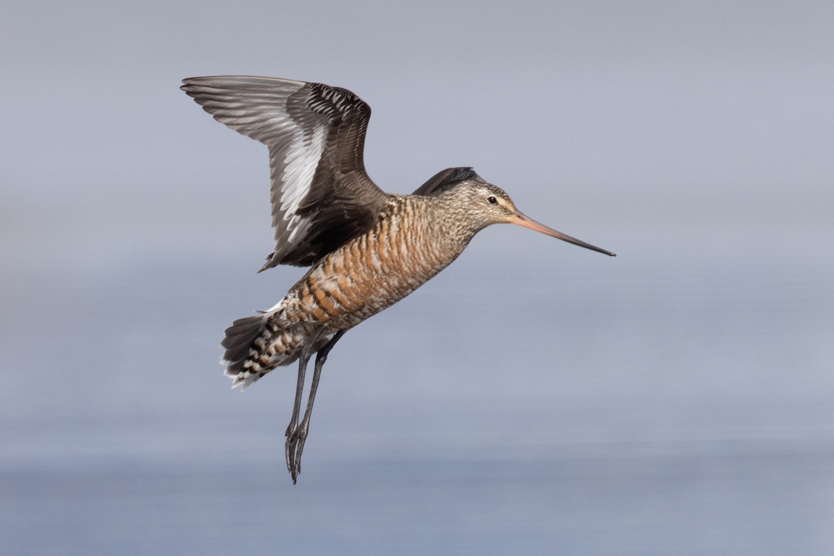 Hudsonian Godwit - Jukka Jantunen
