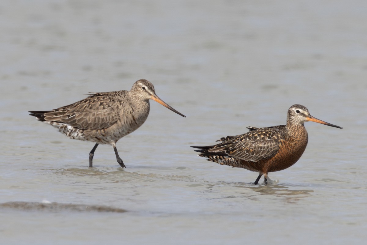 Hudsonian Godwit - ML566826871