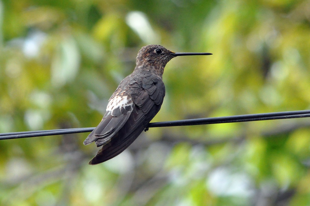 Giant Hummingbird - ML566827171