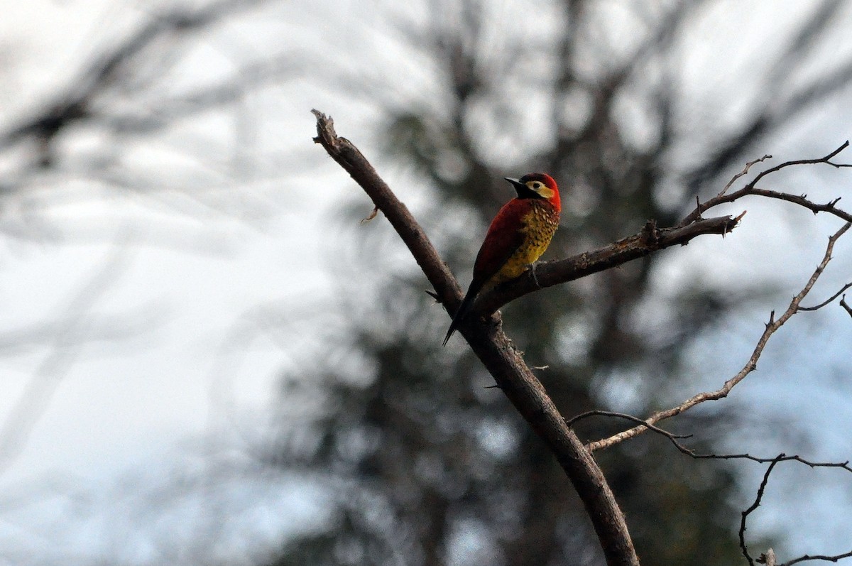 Crimson-mantled Woodpecker (Crimson-mantled) - ML566827251