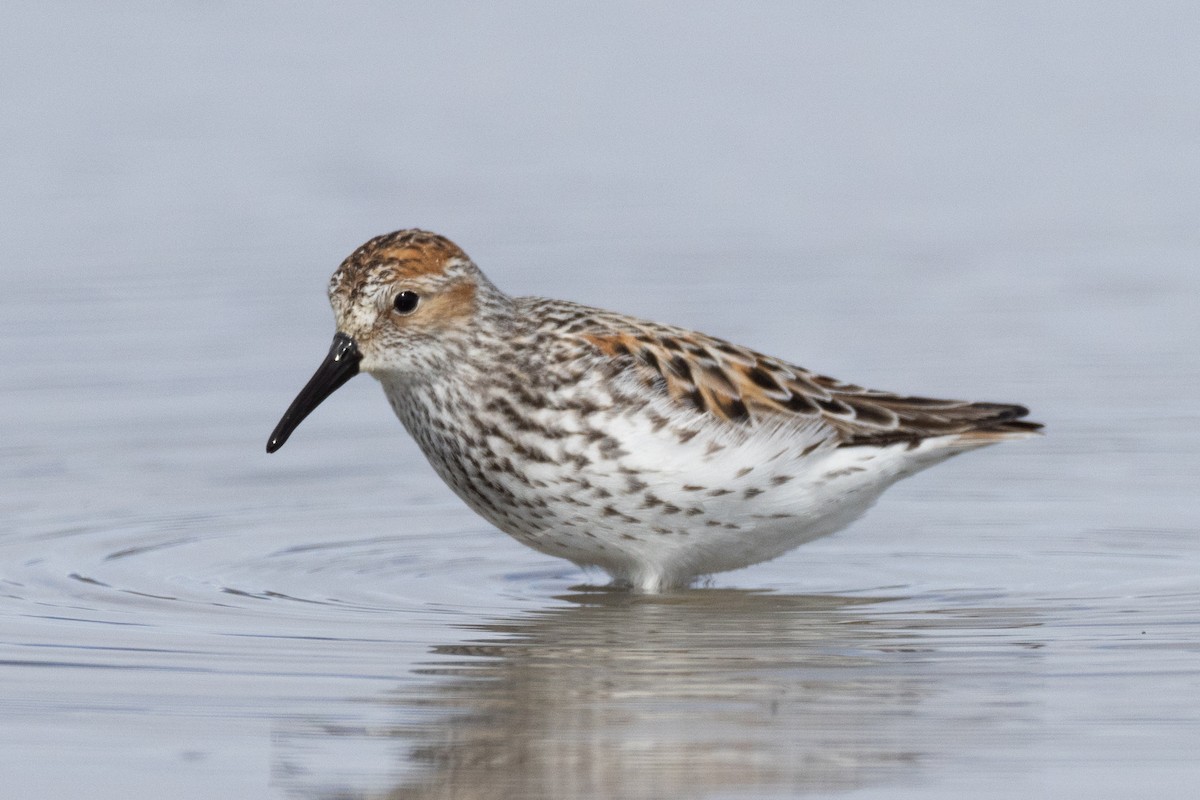 Western Sandpiper - Jukka Jantunen