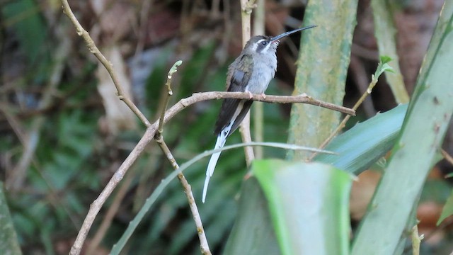 Pale-bellied Hermit - ML566827371