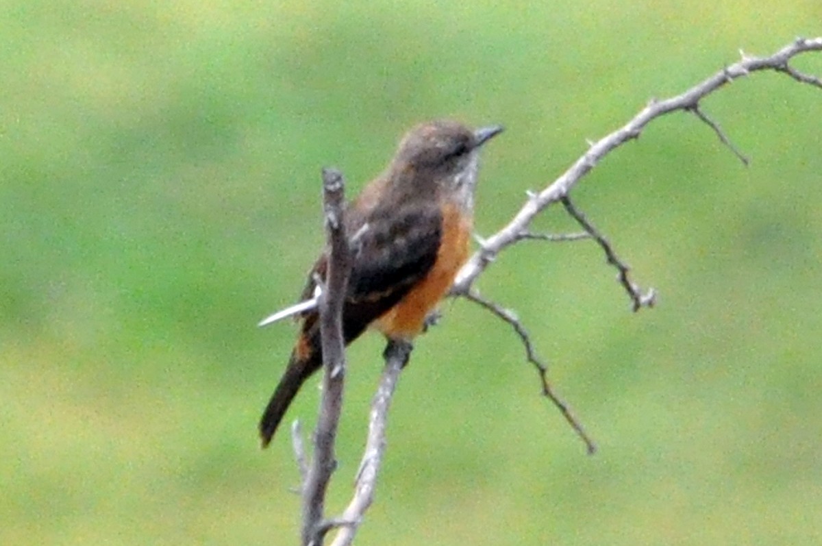 Streak-throated Bush-Tyrant - ML566827451