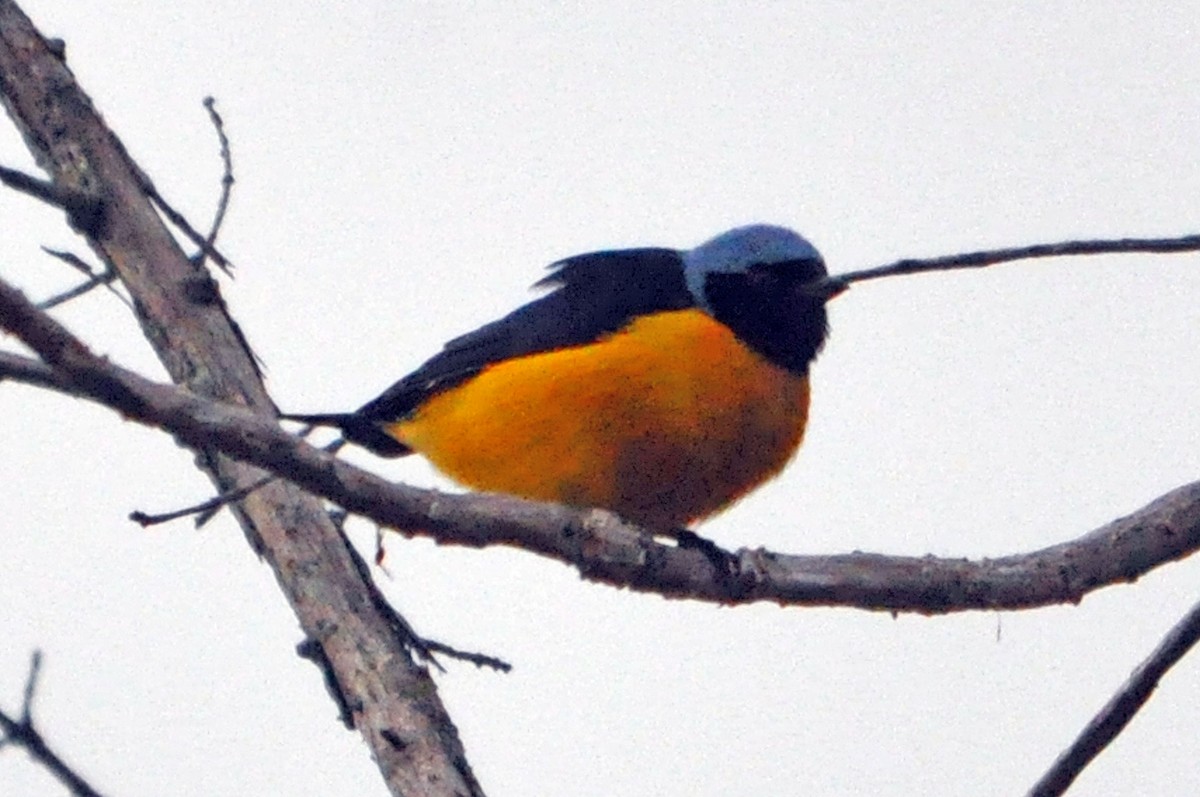 Golden-rumped Euphonia - ML566827631