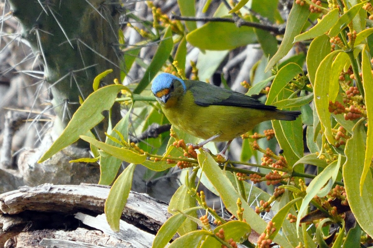 Golden-rumped Euphonia - ML566827641