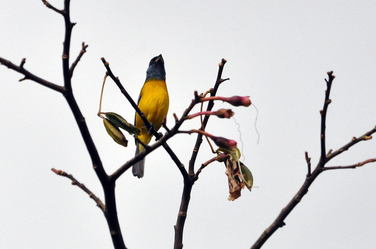 Blue-and-yellow Tanager - ML566827711