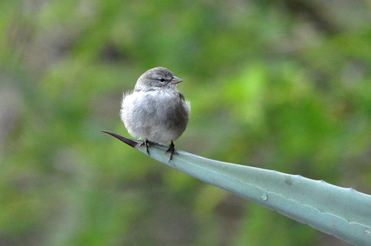 Ash-breasted Sierra Finch - ML566828061