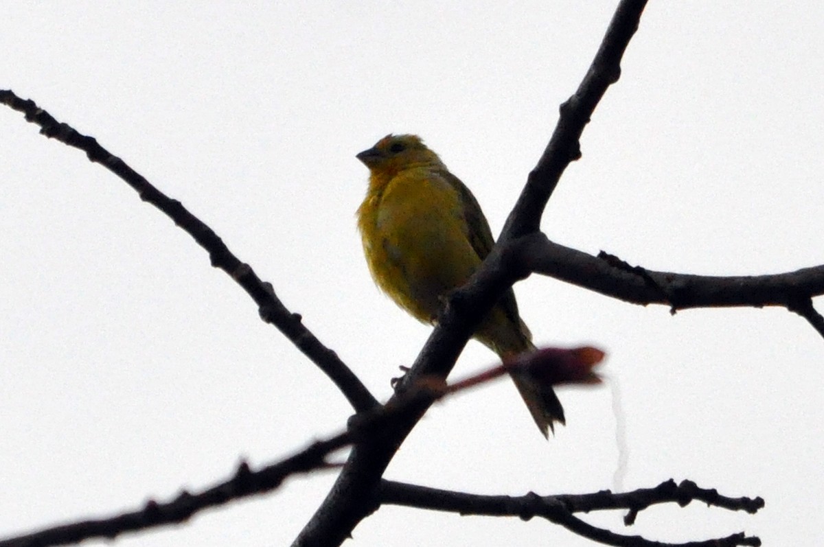 Saffron Finch (Saffron) - Antonio Ceballos Barbancho