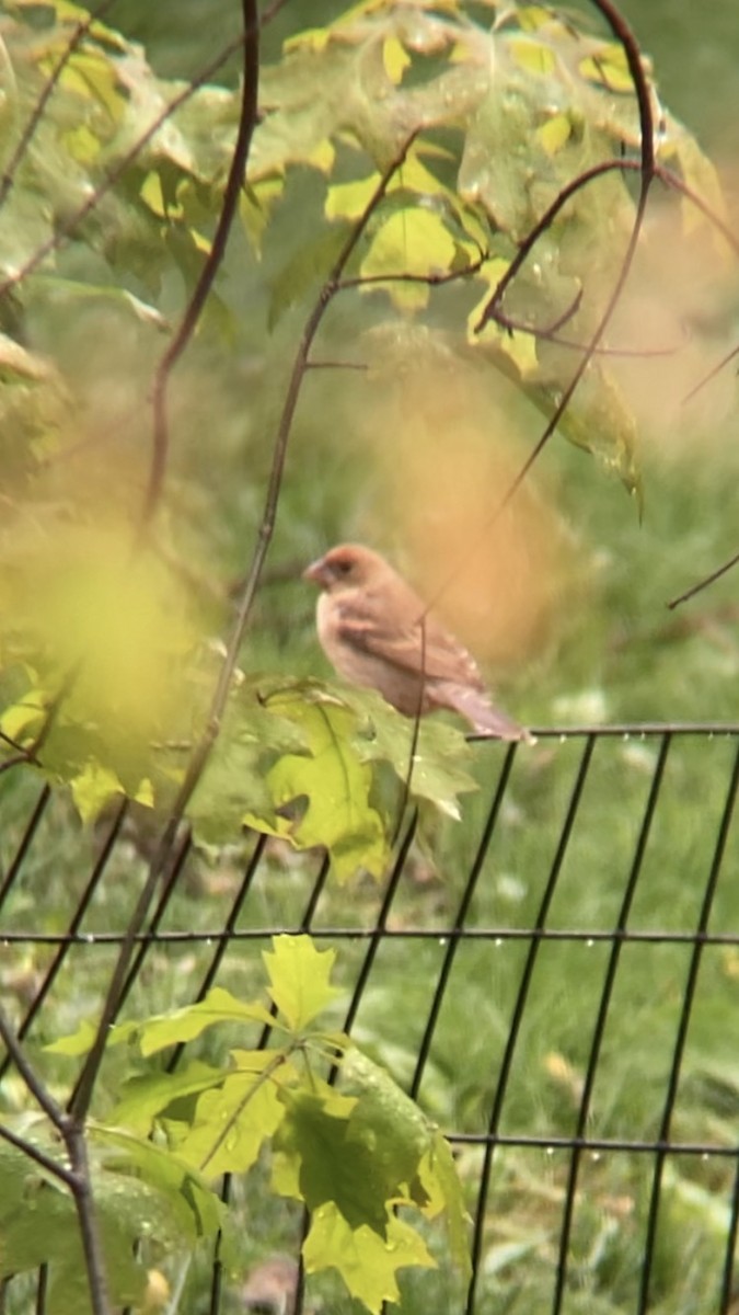 Blue Grosbeak - Zohara Nguyen