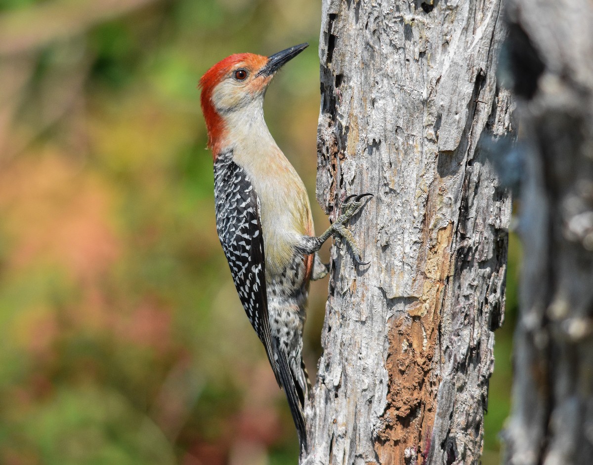 Red-bellied Woodpecker - ML566829481