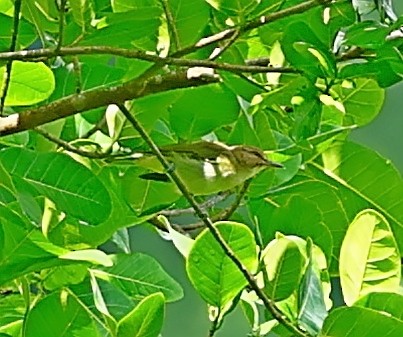 Black-whiskered Vireo - Maciej  Kotlarski