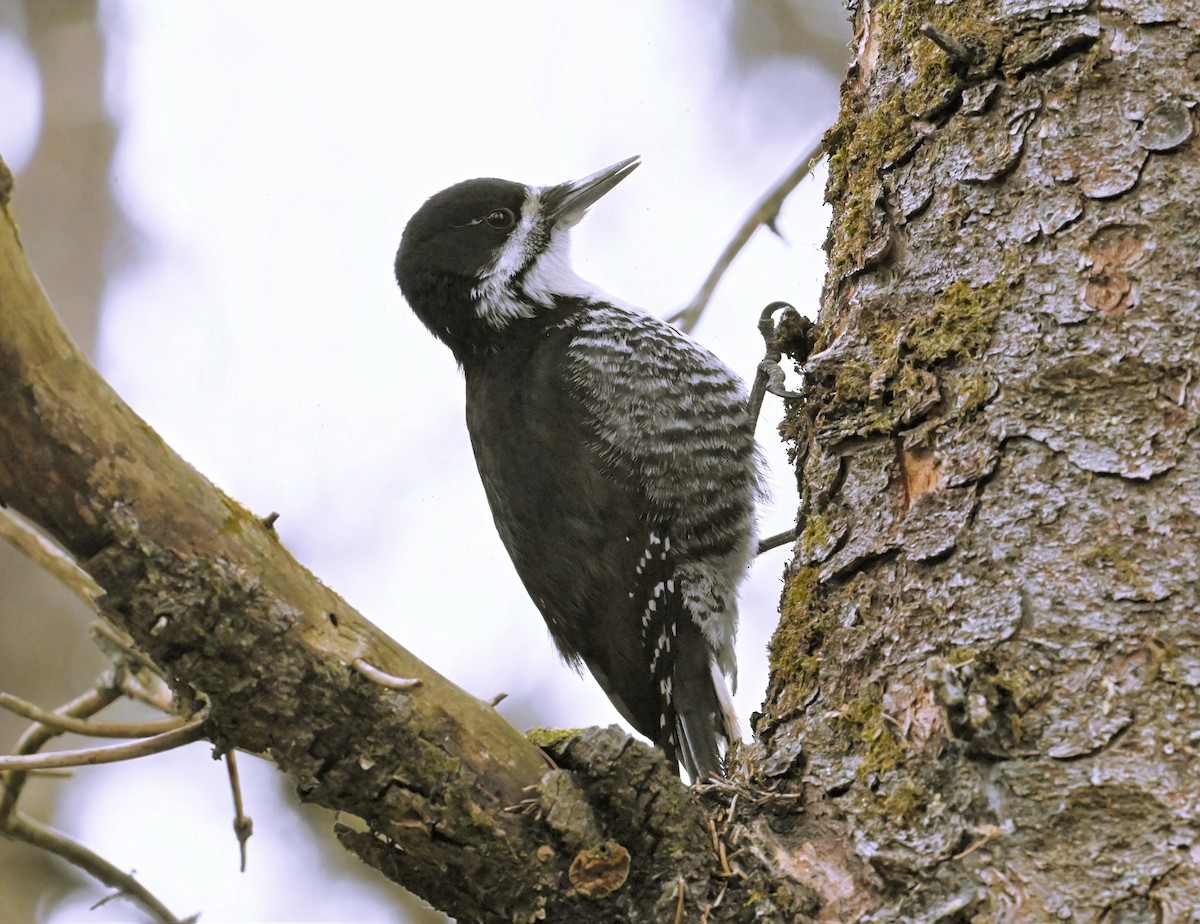 Black-backed Woodpecker - ML566829751