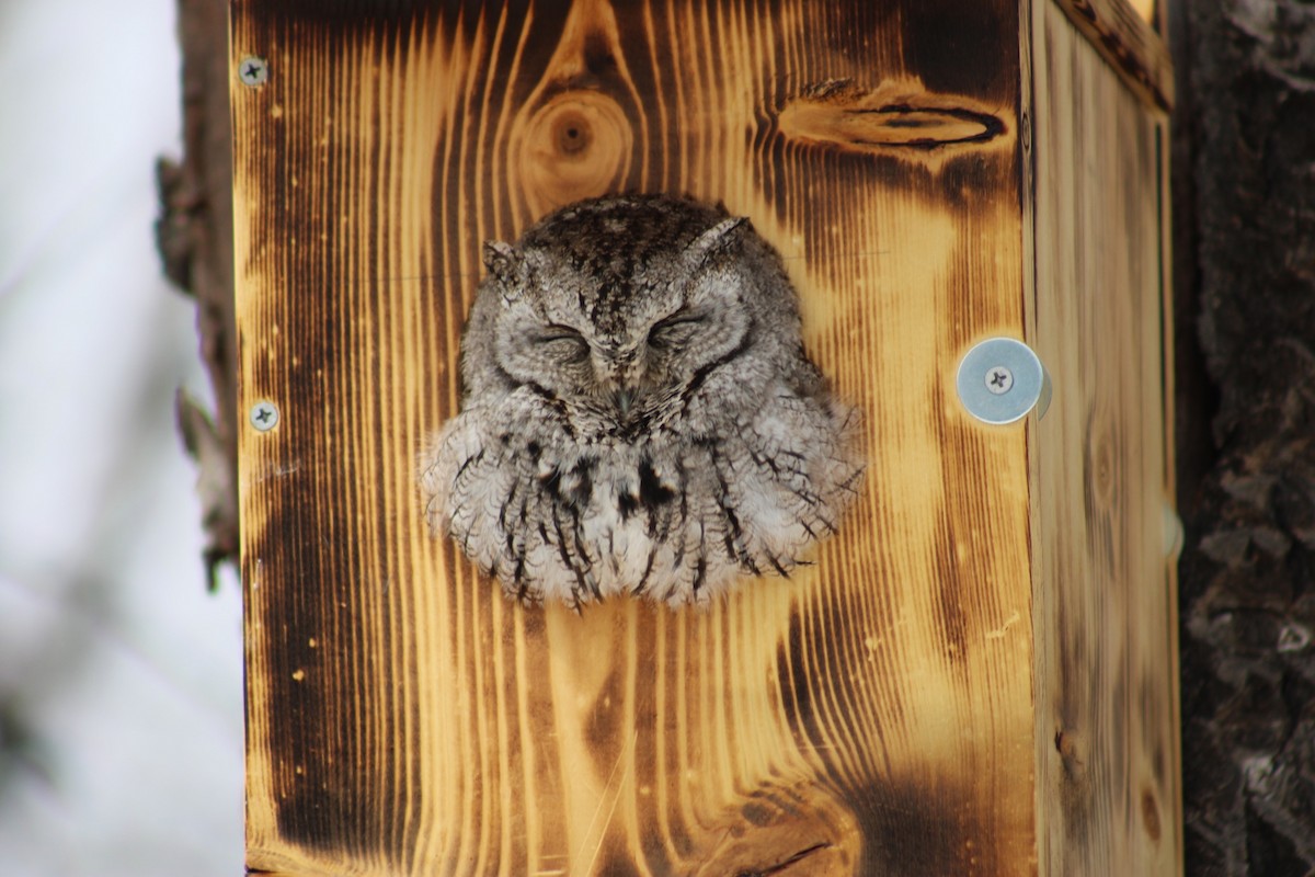 Eastern Screech-Owl - Ethan Marsland