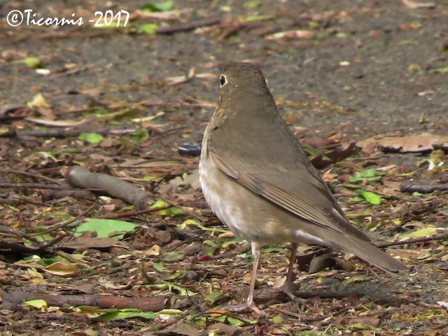 Swainson's Thrush - ML56683081