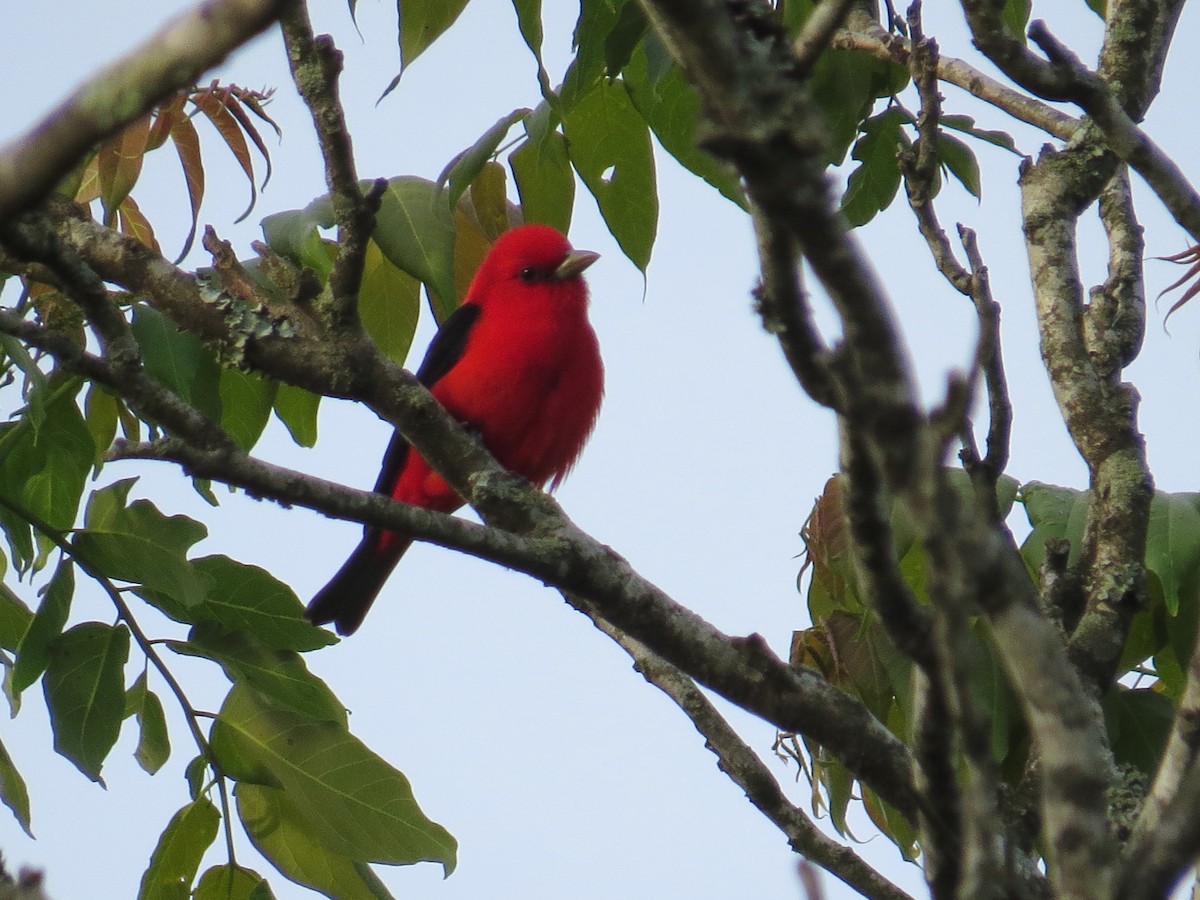 Scarlet Tanager - ML566831191
