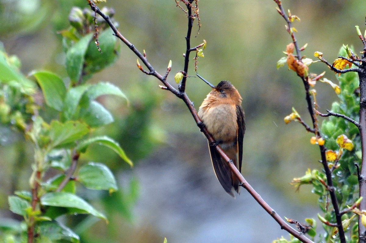 kolibřík duhovohřbetý - ML566831611