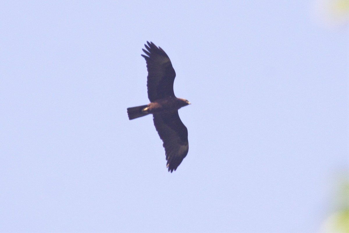 Wahlberg's Eagle - ML566831881