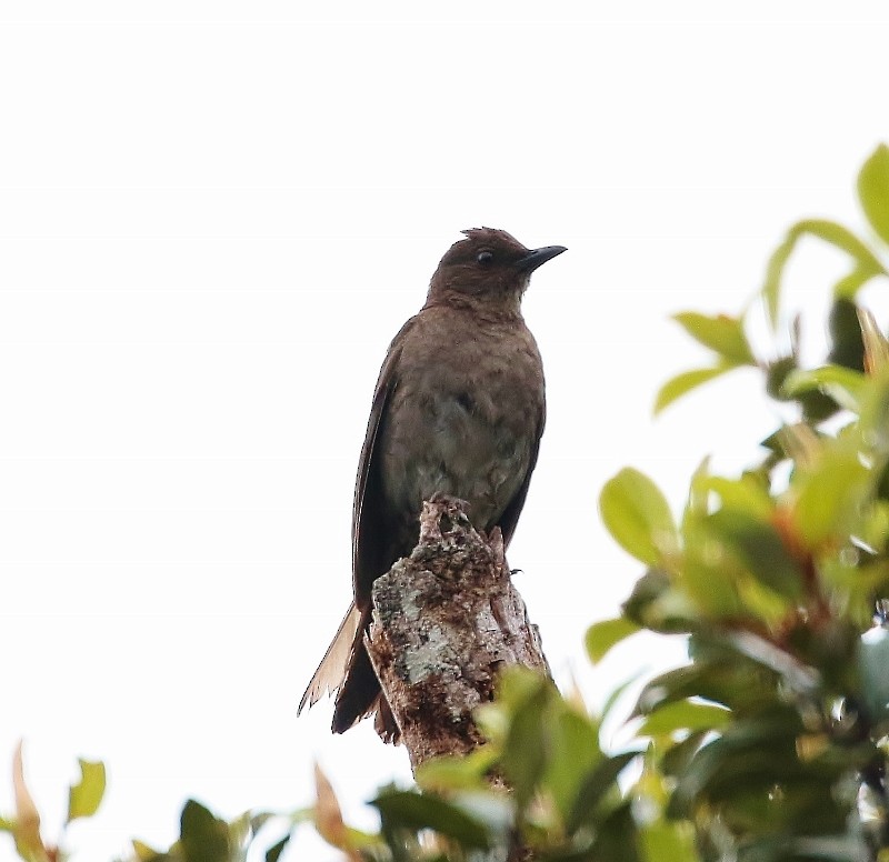 Pantepui Thrush - ML56683401