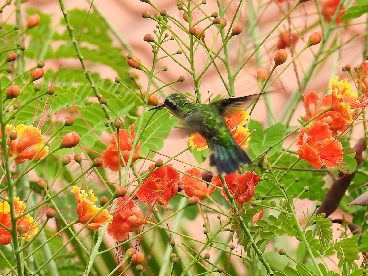 Canivet's Emerald - Gillian Mastromatteo