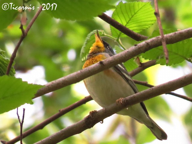 Northern Parula - ML56683411