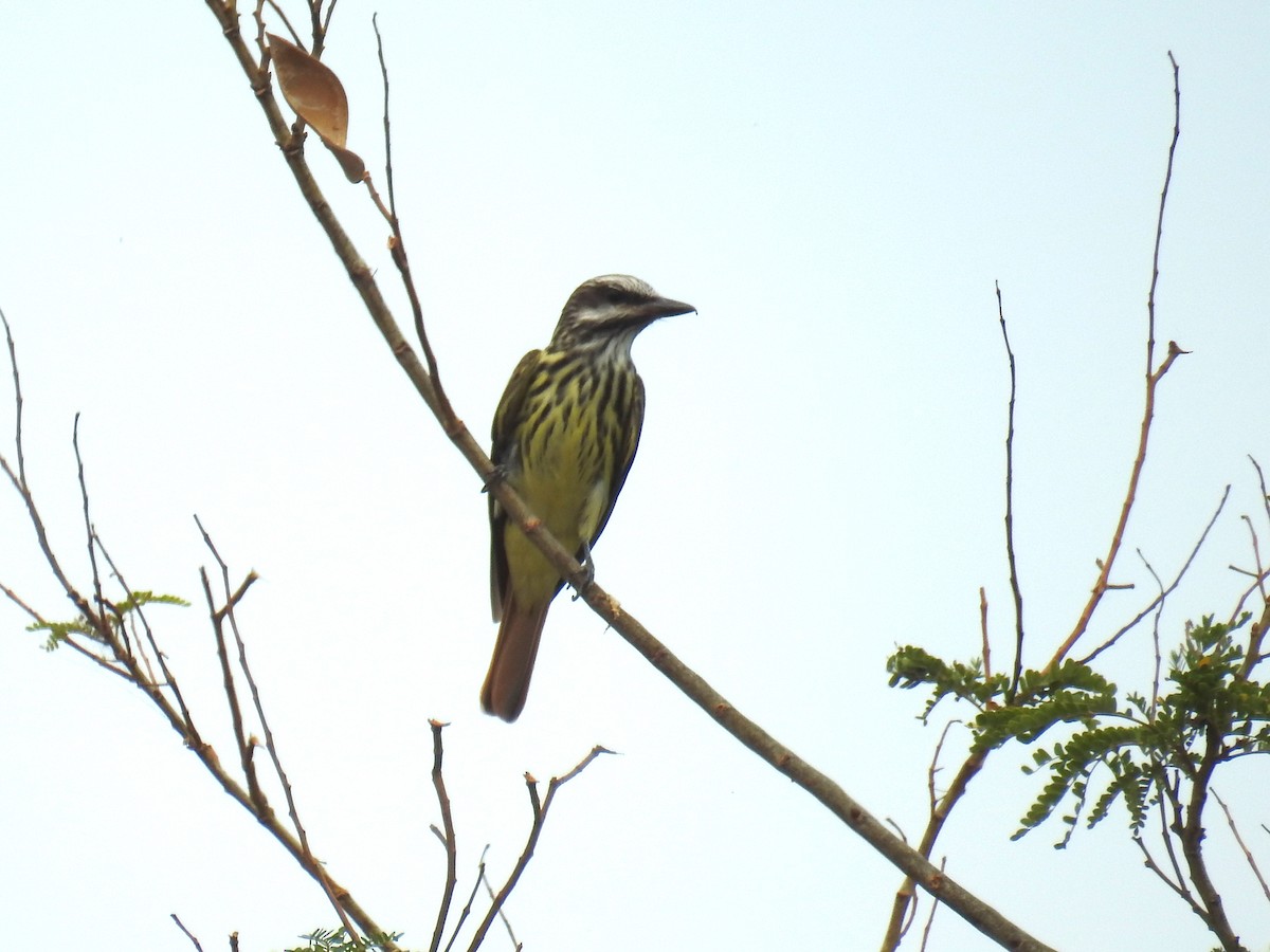 Sulphur-bellied Flycatcher - ML566834191