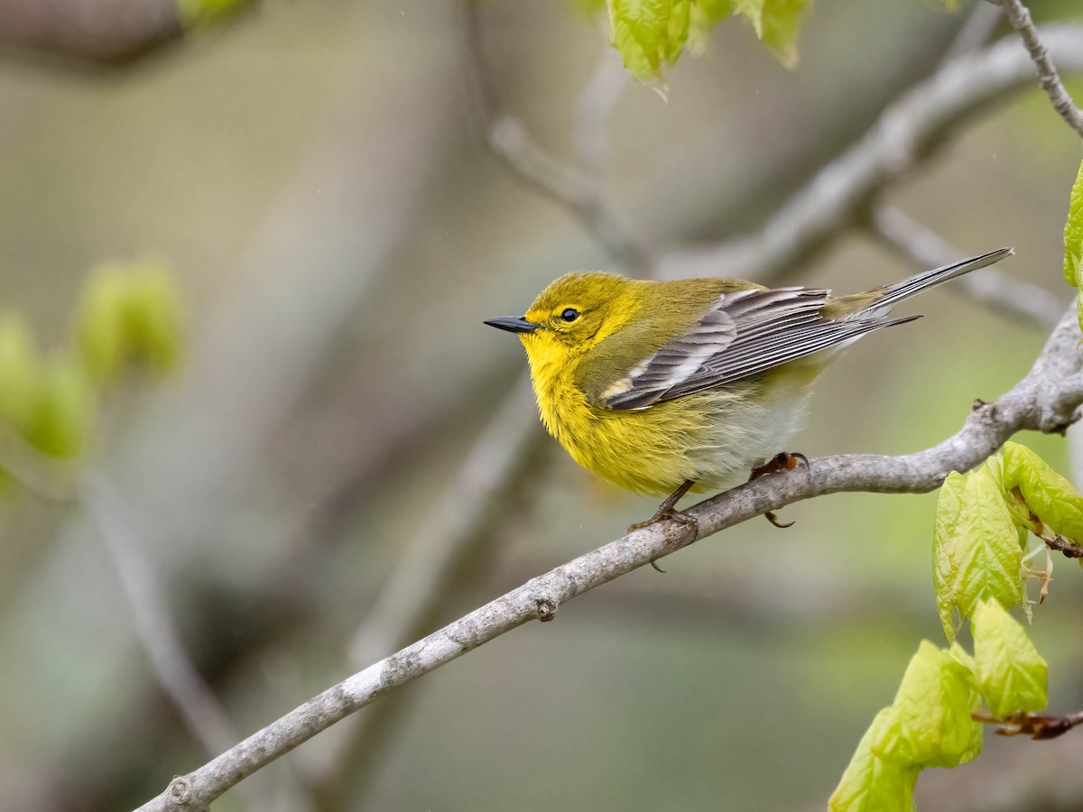 Pine Warbler - ML566834371