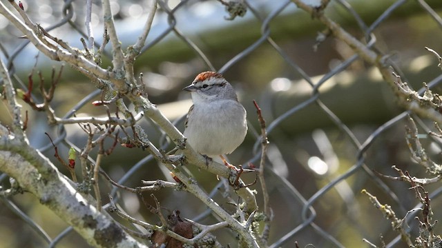 Chipping Sparrow - ML566834661