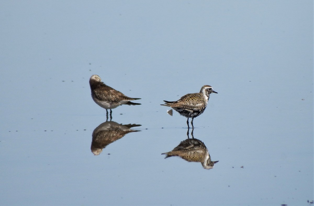 American Golden-Plover - ML566834751