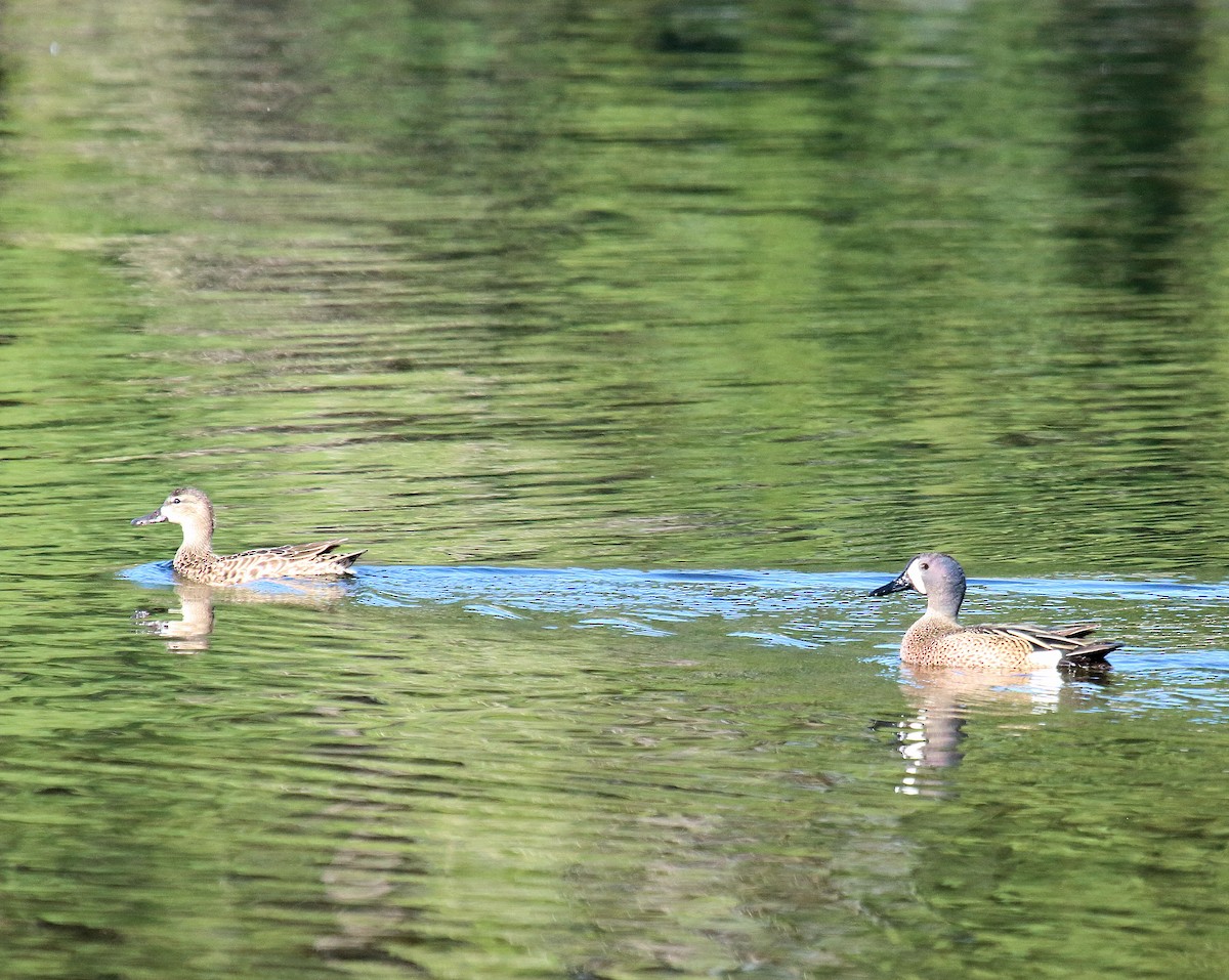 Blue-winged Teal - ML56683481